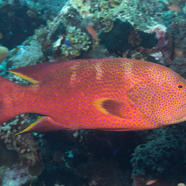 گروپر لایرتیل