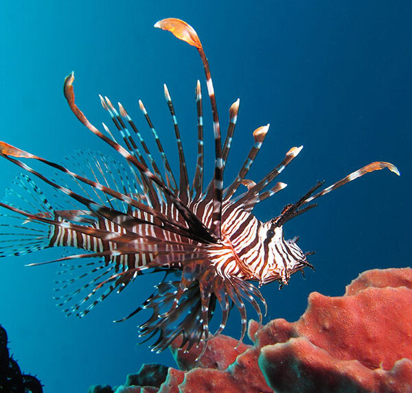 خروس ولیتان