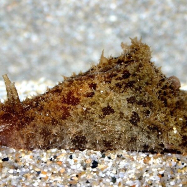 خرگوش جلبک خوار