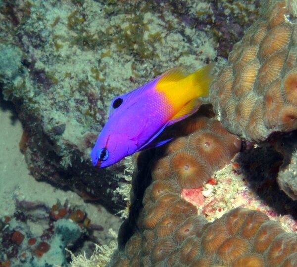 بازلت پری دورنگ