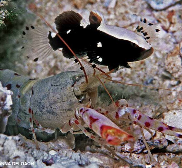 گابی کلاه سفید