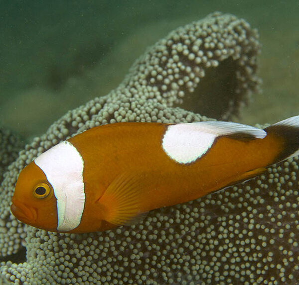 دلقک ماهی پشت زین دار