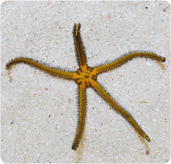 ستاره دریایی شکننده زرد