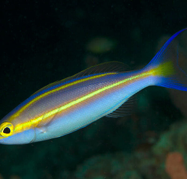 گوازیم خط زرد