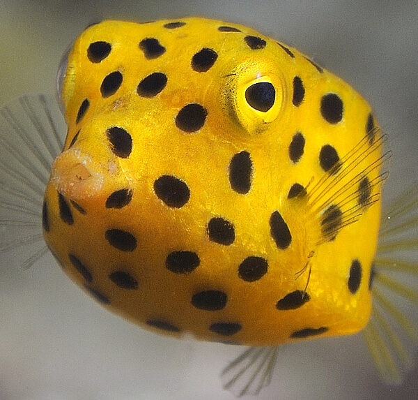 جعبه ماهی زرد