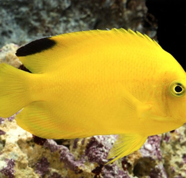 فرشته ماهی کوتوله زرد