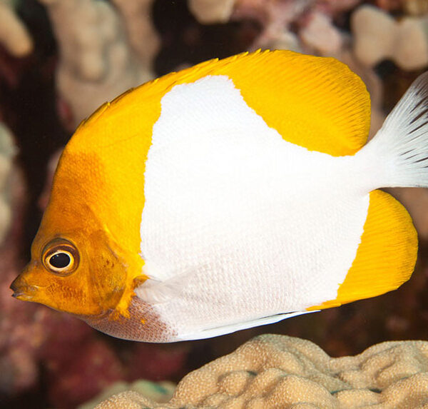 پروانه هرمی زرد