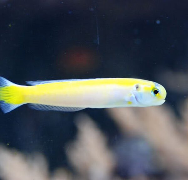 کاشی ماهی طلایی