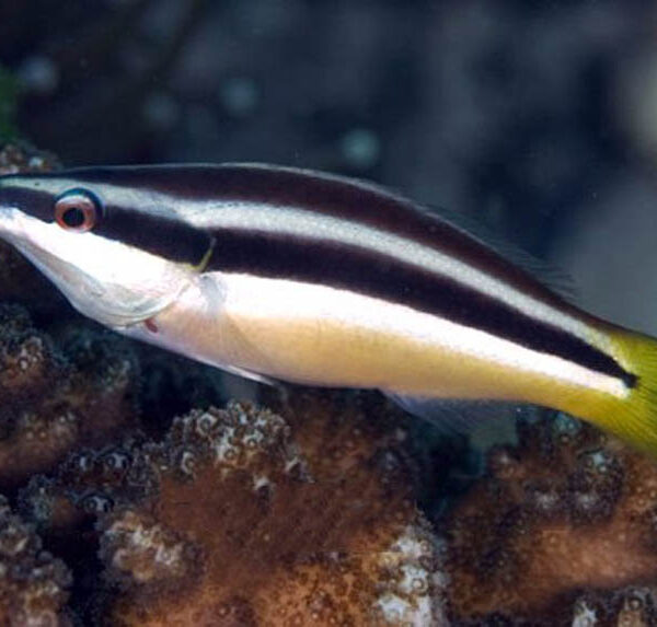 راس آرایشگر زرد