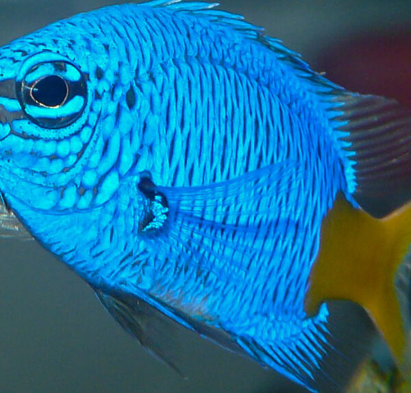 دامسل دم زرد