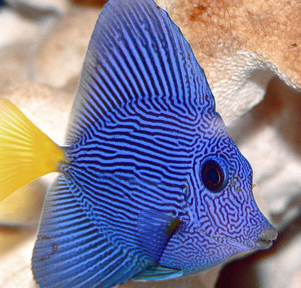 جراح ماهی بنفش