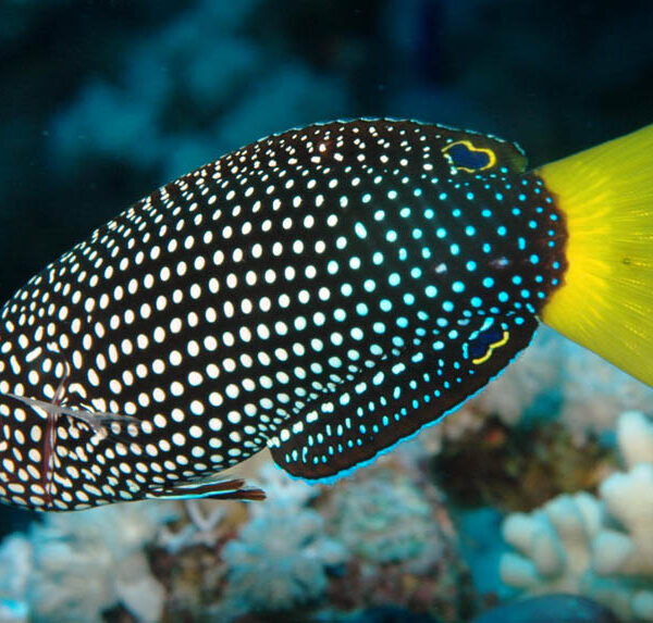 راس تامارین دم زرد