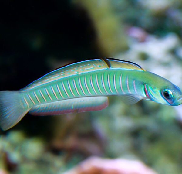 نیزه ماهی زبرا