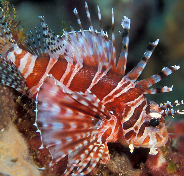 خروس گورخری