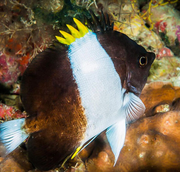 پروانه زاستر