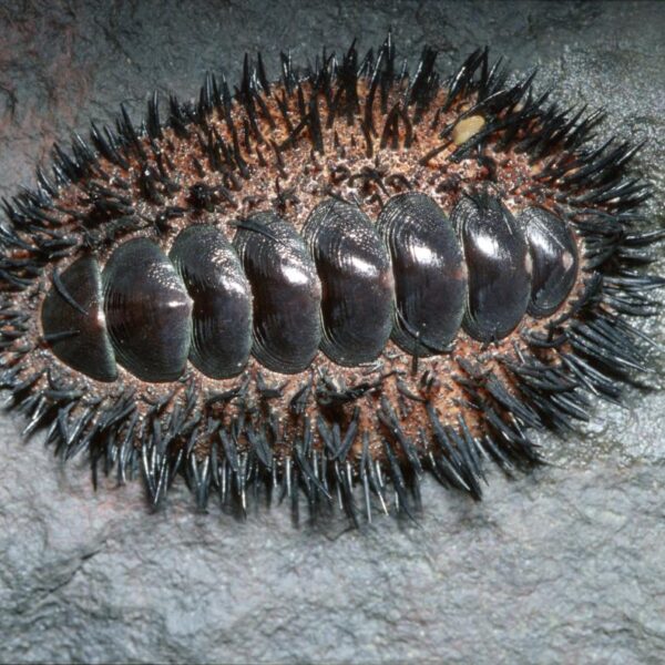 حلزون چیتون