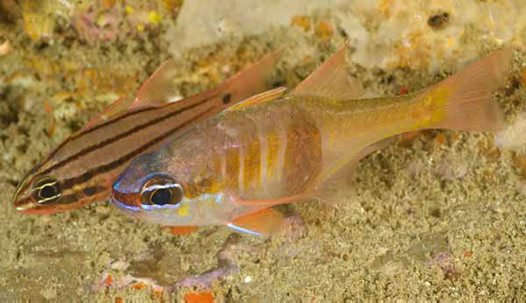 کاردینال لیا