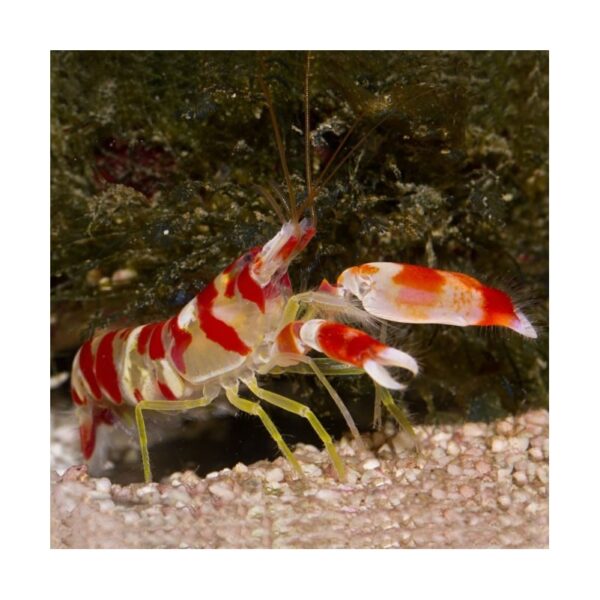 میگوی همزیستی نوار قرمز