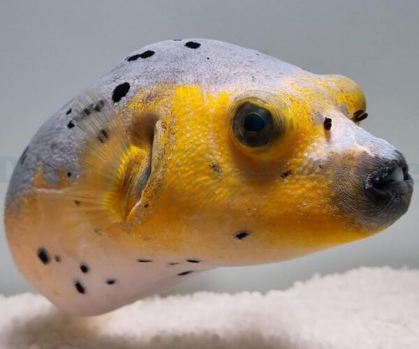 پافر آرترون زرد خال مشکی