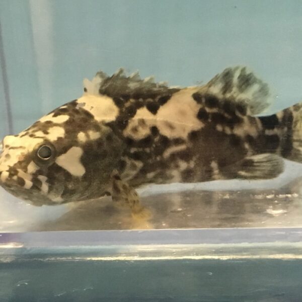 گروپر غول پیکرد