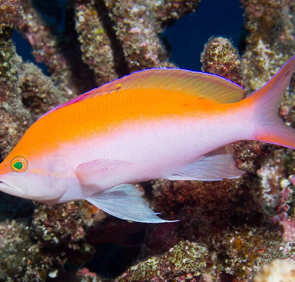 آنتیاس دورنگ