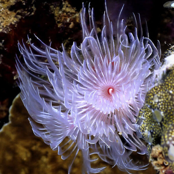 کرم‌ لوله‌ای طاووسی سفید