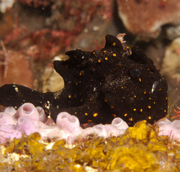 انگلر پوست زیگیلی سیاه و سفید