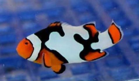 دلقک ماهی پرکولا پیکاسو مشکی