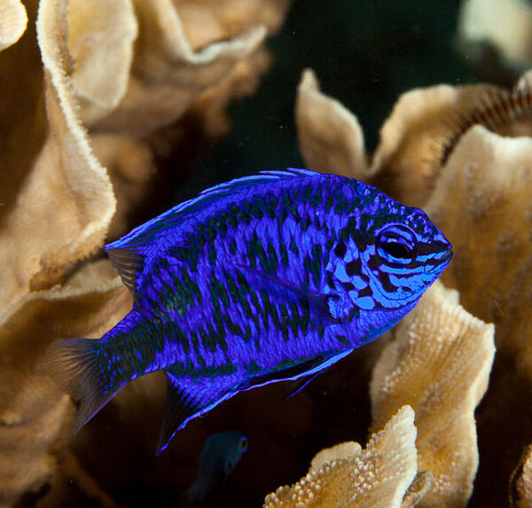 دامسل سفیر آبی