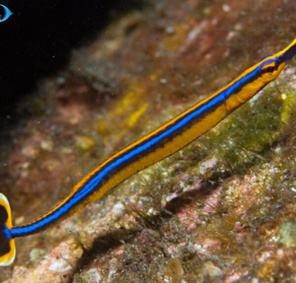 پایپ فیش خط آبی