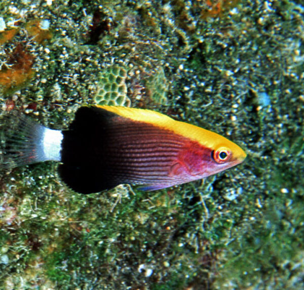 هاگ فیش تاری