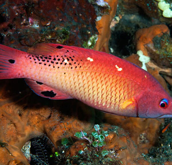 هاگ فیش دیانا