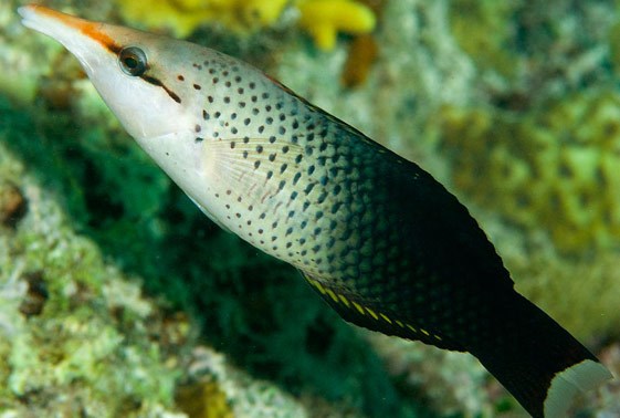 راس پرنده قهوه ای