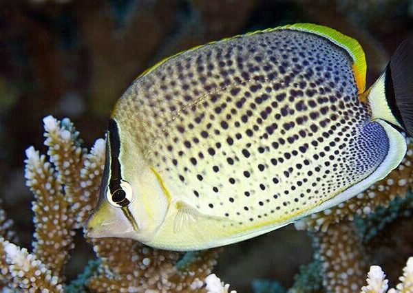 پروانه فلفلی