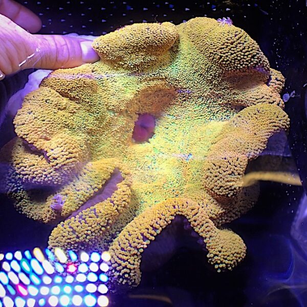 شقایق موکتی زرد