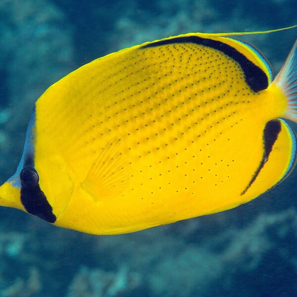 پروانه سیمون