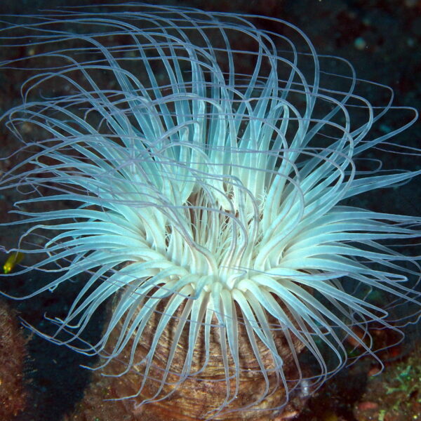 شقایق لوله ای سفید