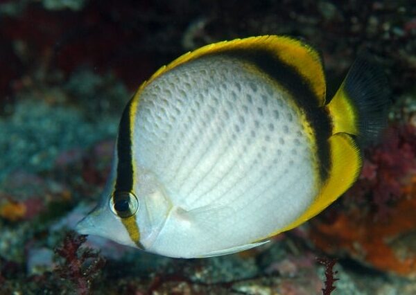 ماه پروانه ماهی