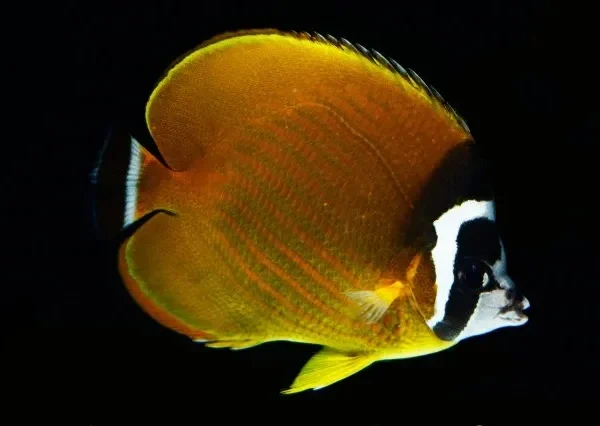 پروانه جیبی