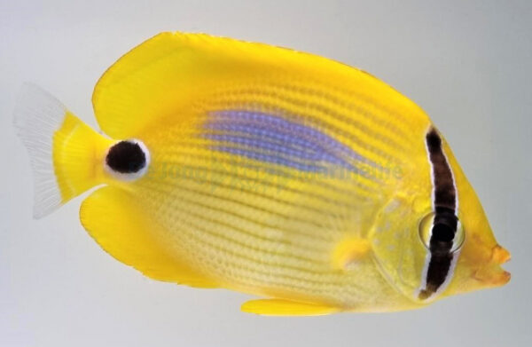 پروانه ماهی لک آبی