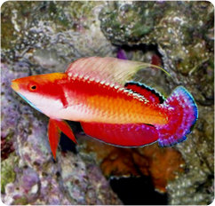 راس فرشته تونو