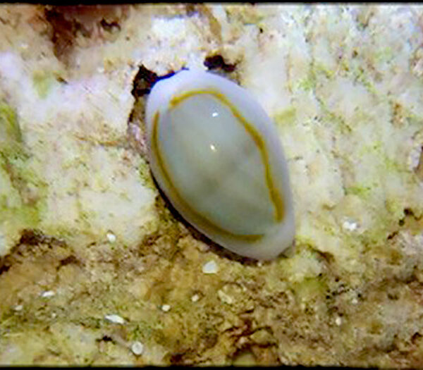 حلزون کوتوله کاوری