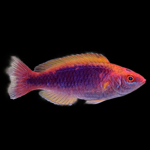 راس فرشته‌ی مولتی‌کالر لوبوک