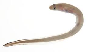 مارماهی اشن کنگر