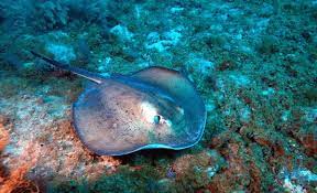 ستینگری ژاپنی