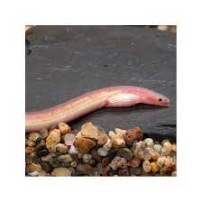 مارماهی اسپاگتی قرمز و زرد