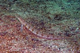 مارماهی های شنی رشته ای