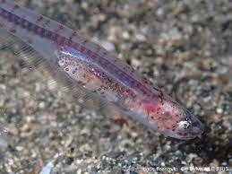 مروارید ماهی