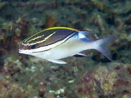 Two-lined monocle Bream
