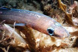 مارماهی کیپ کانگر